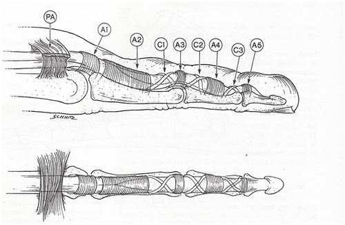 Flexor Pulley System Hand Orthobullets 